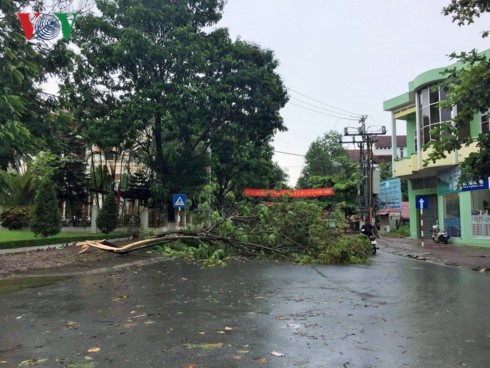 Giông lốc quật đổ một cây xanh tại thành phố Lào Cai. 