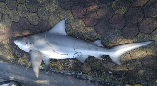 Thực hư chuyện cá mập xuất hiện tại Vịnh Hạ Long