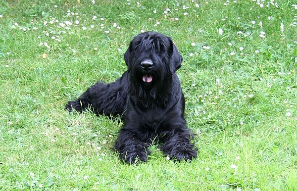 “Siêu chó” sục đen Nga được tạo ra từ gần 20 loài chó. 