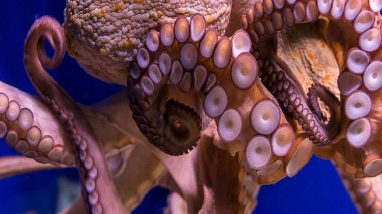 Các nhà khoa học cho biết máu của bạch tuộc có màu xanh.