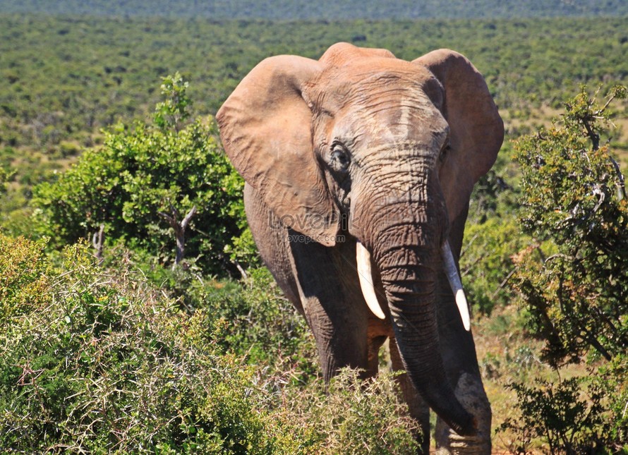 Tuổi thọ của voi khá lớn khoảng 60 – 80 năm