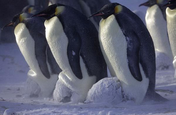 Chim cánh cụt sống chủ yếu tại khu vực Nam bán cầu.