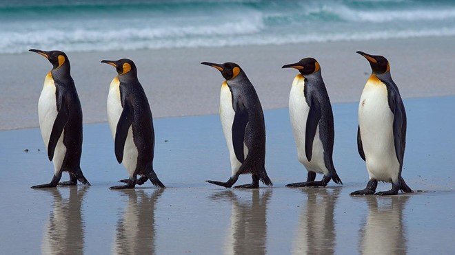 1001 thắc mắc: Vì sao chim cánh cụt không thể bay