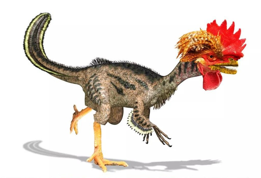 Gà là loài chim duy nhất còn sống sót trong gia đình khủng long đã từng bị tuyệt chủng hàng triệu năm trước.