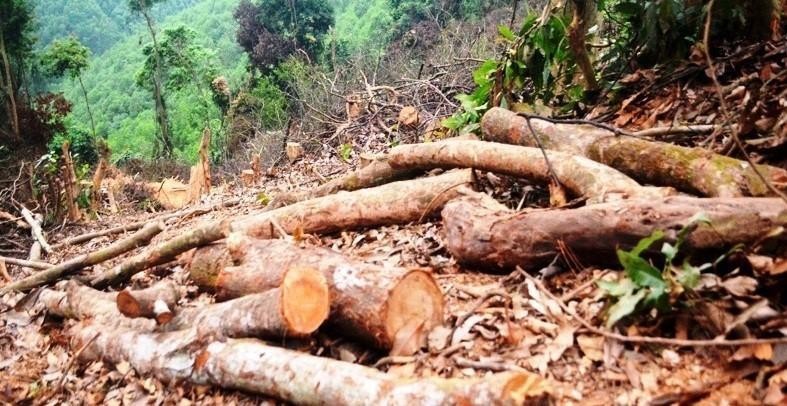 Diện tích rừng bị chặt phá