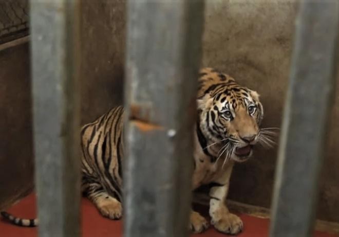 Vụ 17 con hổ ở Nghệ An: Cơ hội sống khi tái thả hổ nuôi nhốt gần như bằng không