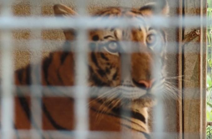 9 con hổ ở Nghệ An còn sống sau vụ giải cứu: Mỗi ngày tiêu tốn hết 20 triệu đồng 