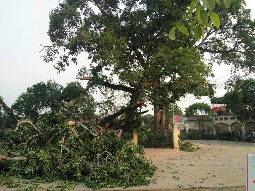 Nhìn gần cây đa hơn 300 tuổi gãy đổ làm bị thương bốn học sinh ở Nghệ An