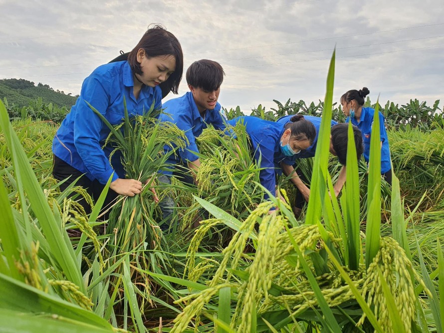 Thanh niên tình nguyện xuống ruộng giúp dân khắc phục lúa đổ do mưa lớn