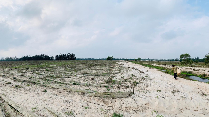 Dự án trồng rau trên cát ở Hà Tĩnh thua lỗ triền miền
