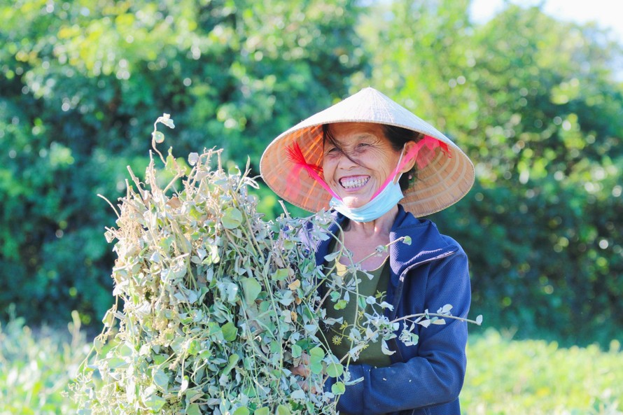Nông dân 'đội nắng' thu hoạch cây dược liệu ở Hà Tĩnh