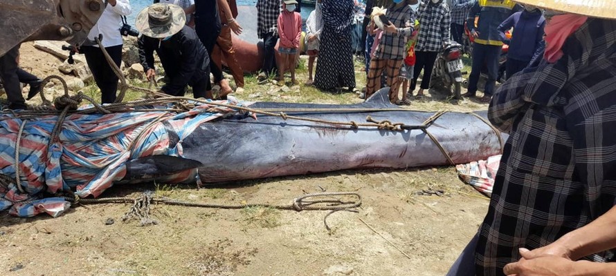 Phát hiện cá voi dài 7 mét trôi dạt vào bờ biển Hà Tĩnh