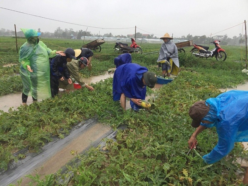 Thanh niên đội mưa giúp dân “cứu dưa chạy bão“