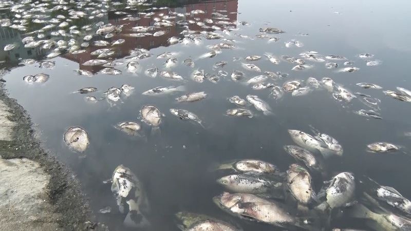 Cá chết trắng mặt nước tại hồ điều hòa ở thành phố Vinh