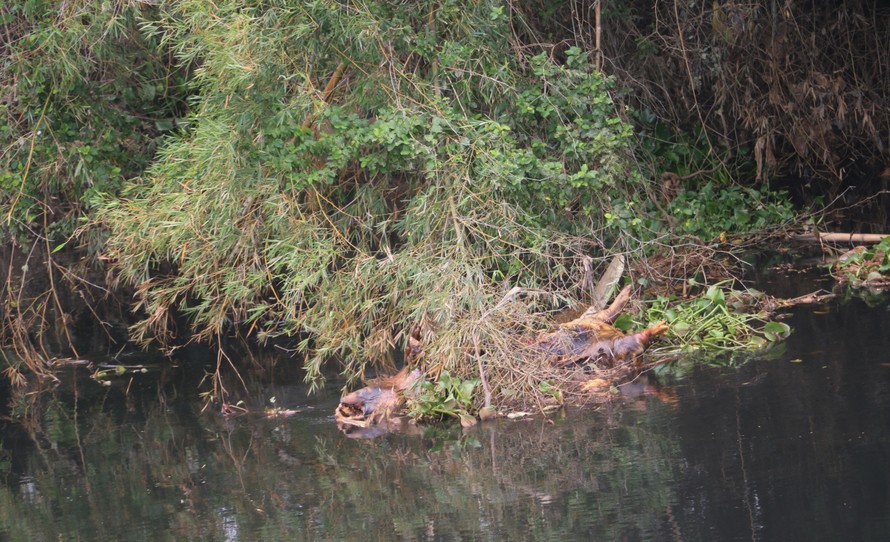 Ô nhiễm nghiêm trọng sông Đào, sông Vinh