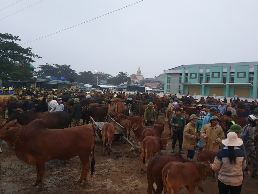 ‘Tất niên’ phiên chợ trâu bò lớn nhất Bắc Trung Bộ