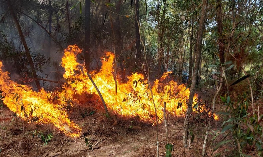 Hơn 300 người đội nắng ngăn 'thần lửa nuốt rừng'