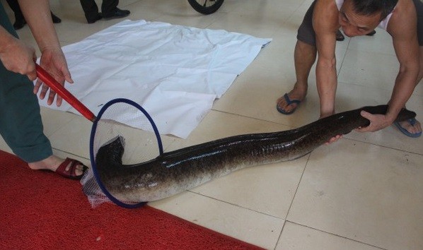 Người dân bắt được 2 con cá lệch 'khủng' trên sông Lam, bán giá 30 triệu đồng