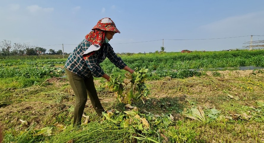 Nghệ An: Rau ế ẩm, nông dân mang về... cho bò ăn