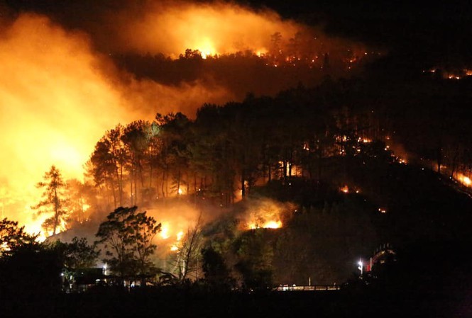 Lão nông bị phạt 90 triệu vì làm cháy 4.900m2 rừng thông