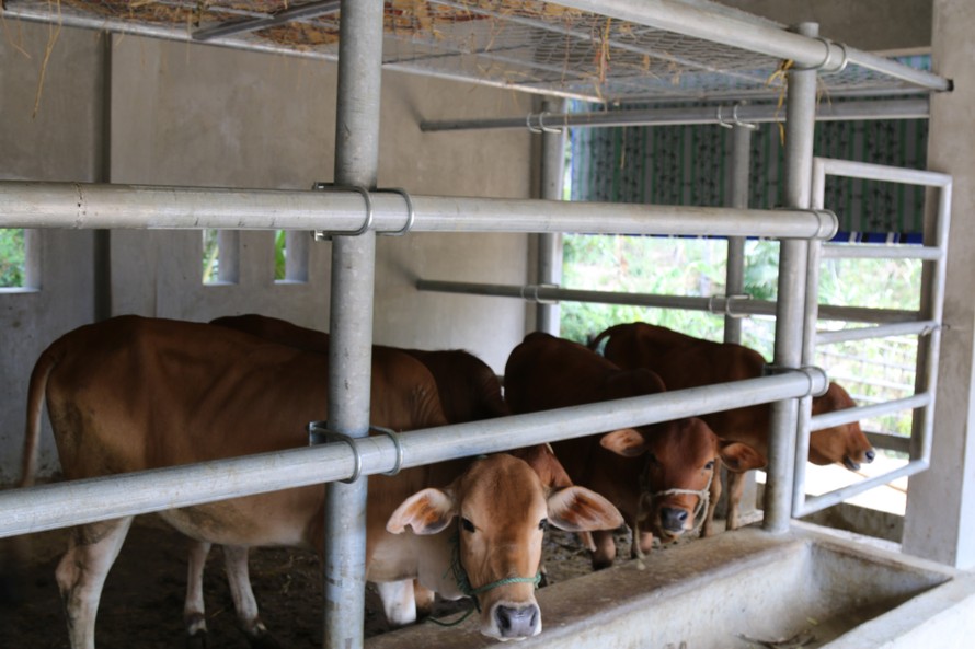Cận cảnh những chuồng bò có giá hơn chục tỉ đồng ở Nghệ An