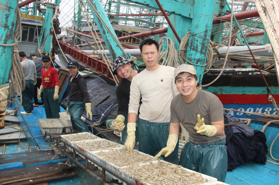 Ngư dân Nghệ An trúng đậm cá trỏng phục vụ thị trường Tết