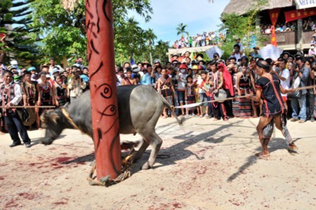 Bộ VHTTDL yêu cầu xem lại việc tổ chức lễ hội đâm trâu ở Huế