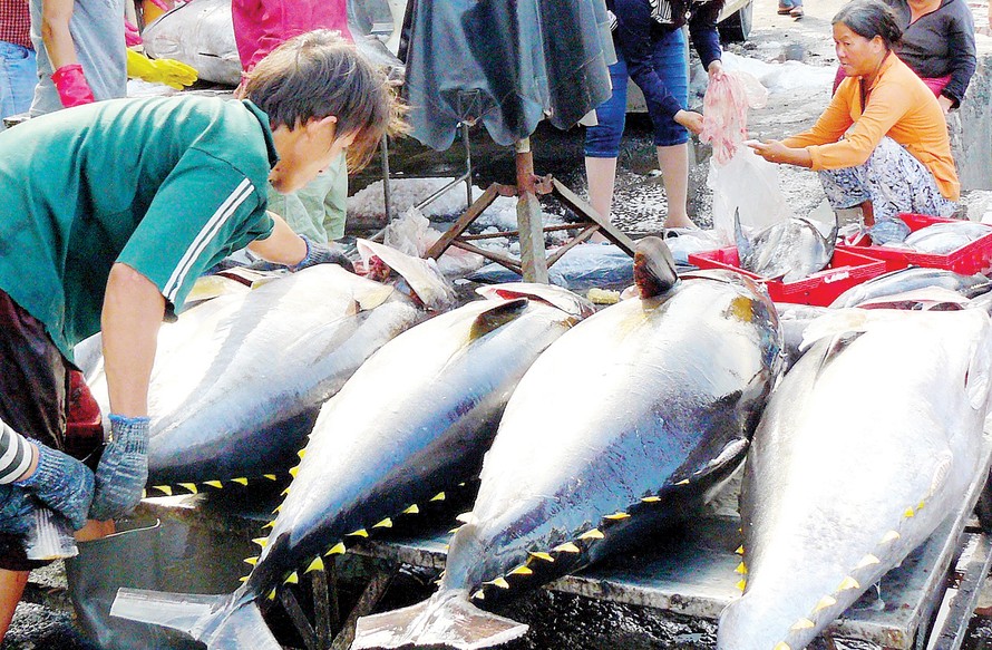 Hiện tượng cá chết không ảnh hưởng đến hải sản xuất khẩu 