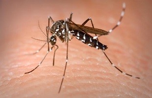 Nam thanh niên ở Phú Yên nhiễm virus Zika
