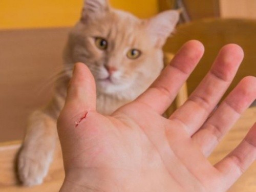 Bị mèo cào xước tay có nên chích ngừa dại?