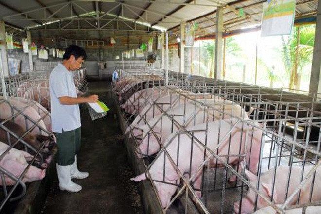 Giá lợn hơi thấp kỷ lục: Hà Nội thiệt hại 1.500 tỷ đồng