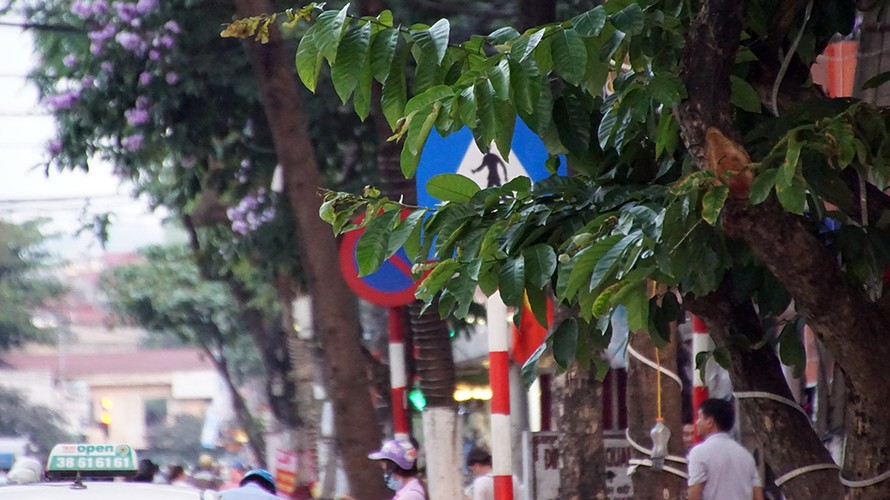 Nhiều biển báo bị che khuất trên các tuyến đường Hà Nội. Ảnh: Mạnh Thắng 