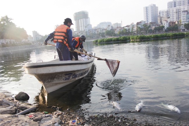 200kg cá chết tại hồ Hoàng Cầu do thời tiết