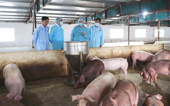 Cơ quan chức năng đi kiểm tra tại một trang trại lợn.