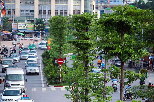 Hà Nội trồng thêm hơn 100.000 cây xanh dịp Tết