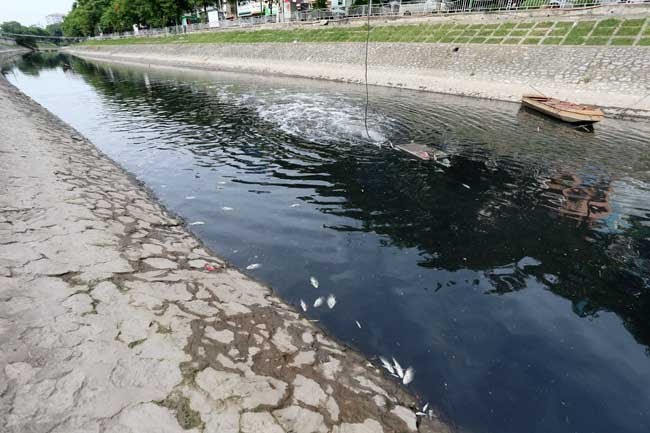 Cá chết nổi trên sông Tô Lịch phía đầu nguồn trong 2 ngày qua