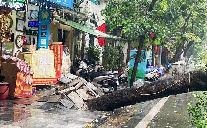 Mưa to và gió lớn quật đổ cây xà cừ trên phố Hàng Lược, Hà Nội.