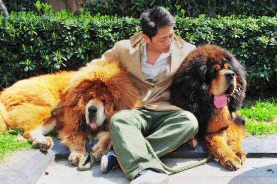 Ngắm chú chó đắt nhất hành tinh, gần 2 triệu USD