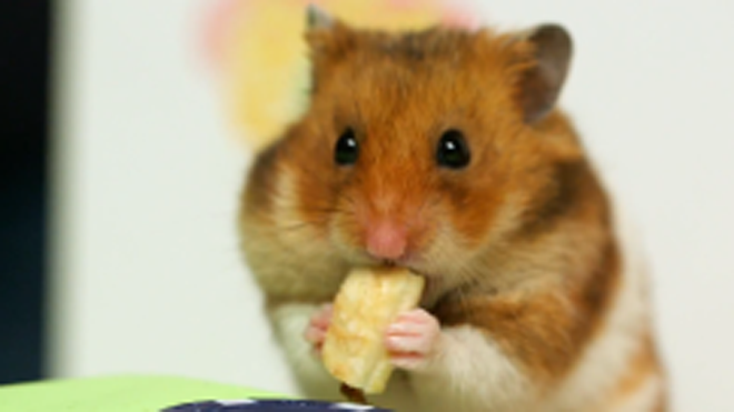 Nam thanh niên Nhật Bản thi ăn nhanh với... chuột