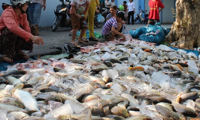 Để giảm thiệt hại, người dân chọn phương án thu hoạch những bè cá còn sống đem ra đường bán với giá rẻ. (Ảnh: Sỹ Tuyên/TTXVN)