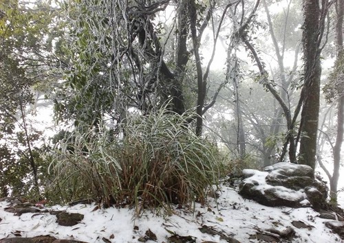 Tuyết rơi trắng xóa ở đỉnh núi Tản Viên, cao 1.227 m so với mực nước biển. Ảnh: phuot.