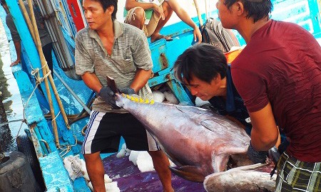 Theo Ban quản lý cảng cá Hòn Rớ (TP Nha Trang), những ngày giáp Tết nguyên đán, ngư dân bất ngờ trúng cá ngừ đại dương ở Trường Sa - Ảnh: Viết Hảo