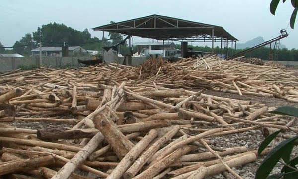 Xưởng sản xuất gỗ dăm của Cty Thắng Lợi