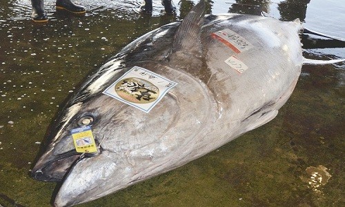 Con cá ngừ khổng lồ nặng 417 kg. Ảnh: people.cn.