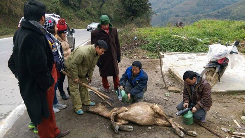 Người dân Sa Pa (Lào Cai) xẻ thịt gia súc chết rét bán cho khách đi đường. Ảnh: Hoàng Phương.