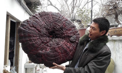 Tôn Quốc Phong khoe cây linh chi to như chiếc ô (dù). Ảnh: China Daily
