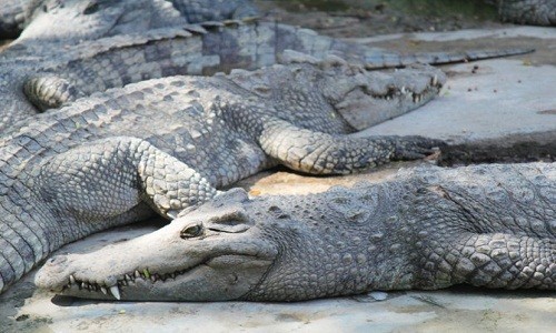Những con cá sấu chết la liệt vì bị nhồi nhét trên xe tải vận chuyển.