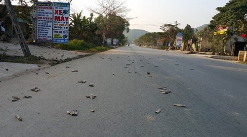 Xác pháo la liệt trên đường quốc lộ tại Nghệ An sau giao thừa. Ảnh: Hải Bình.