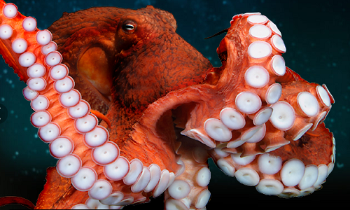 Con bạch tuộc khổng lồ Thái Bình Dương nặng gấp đôi bạn tình. Ảnh minh họa: The Watershed Project.