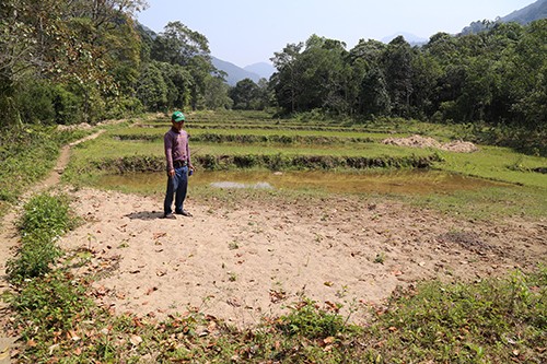 25 ha ruộng lúa ở xã Hướng Sơn bị cát bồi lấp, phải bỏ hoang do ảnh hưởng của khai thác quặng sắt ở thượng nguồn. Ảnh: Hoàng Táo
